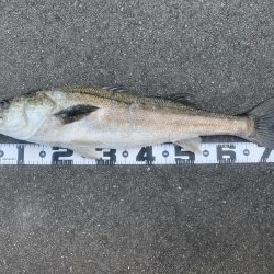 デカめのシーバス