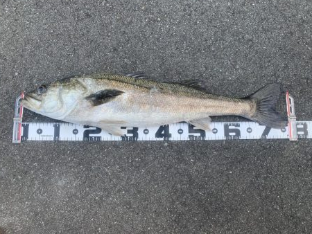 デカめのシーバス