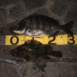 エビを撒いてみたけれど