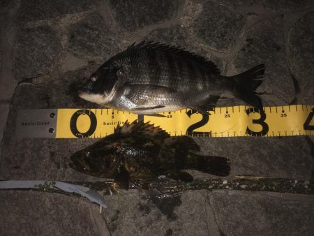 エビを撒いてみたけれど