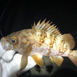 久しぶりのメバリング