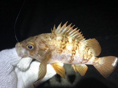 久しぶりのメバリング