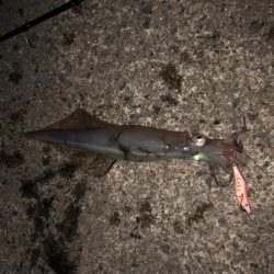 大潮に期待したけど……