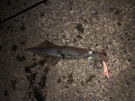 大潮に期待したけど……