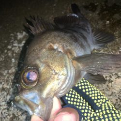 フロートでメバル