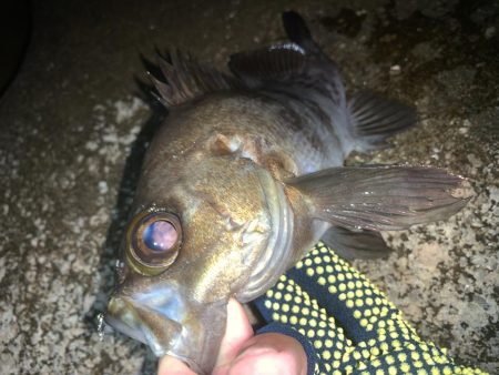 フロートでメバル