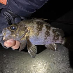 爆風メバリング