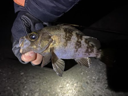 爆風メバリング