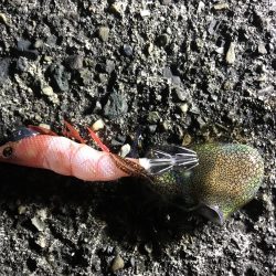 ヤリイカ撃沈、ミミイカ