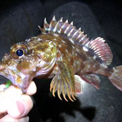 メバルが釣れてた、、ラッキーな夜