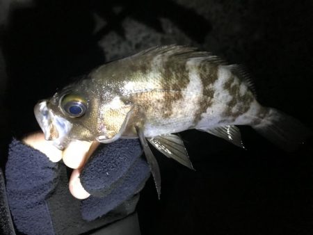 8時だよ。全員集合！