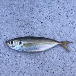 今シーズン1番の寒さ