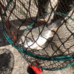 ダブルヘッダー