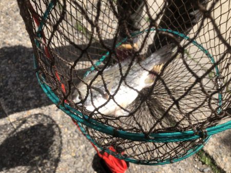 ダブルヘッダー