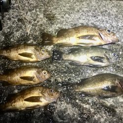 洲本温泉メバル3種盛り!