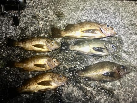 洲本温泉メバル3種盛り!