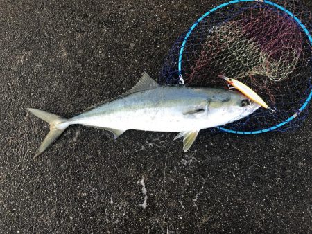 83㎝のブリとシーバス！