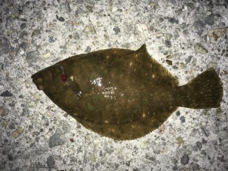 厳寒期は餌を楽しむ