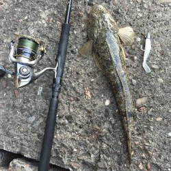 安定のコチさん