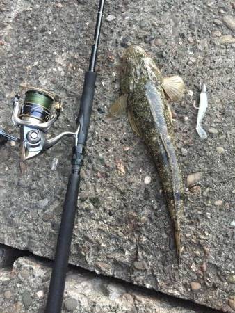 安定のコチさん