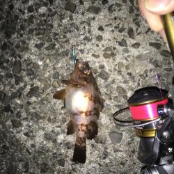 デカアジとブルーバックは何処に?