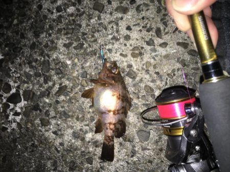 デカアジとブルーバックは何処に?