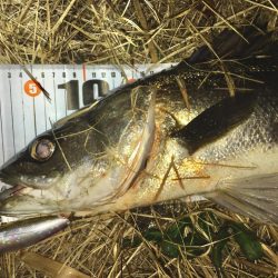 ビッグベイトでやる気スイッチ?