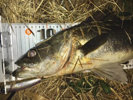 ビッグベイトでやる気スイッチ？