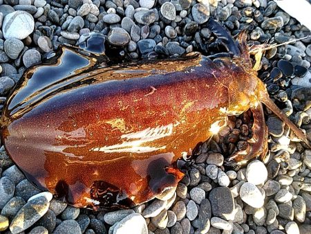 何とか　一杯確保です(#^^#)