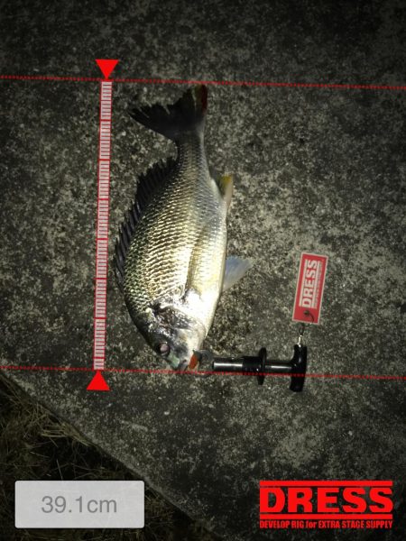 2月21日キビレ狙いにシーバスヒット