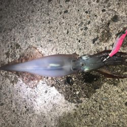 ヤリイカエギング