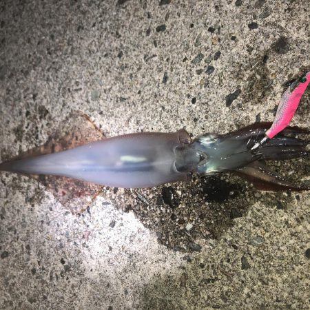 ヤリイカエギング