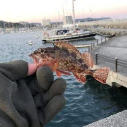 夜釣りよ今夜もありがとう!