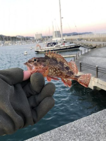 夜釣りよ今夜もありがとう!