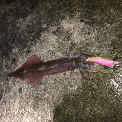 ヤリイカエギング