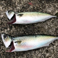 エビでサバを釣る@西宮ケーソン