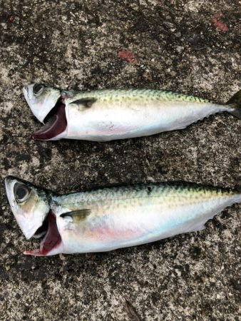 エビでサバを釣る@西宮ケーソン