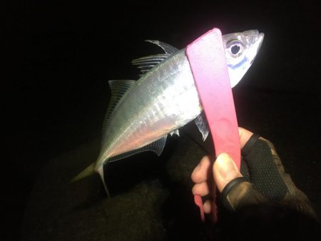 まだいてました！！