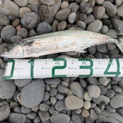 ライトショアジギング今年1回目