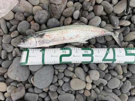 ライトショアジギング今年1回目