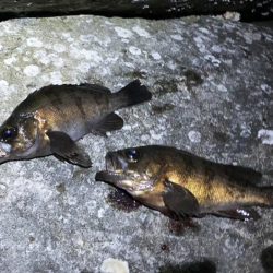 夕まづめメバリング