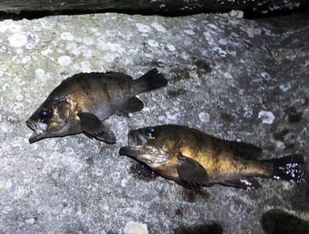 夕まづめメバリング