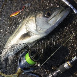 河口シーバス？