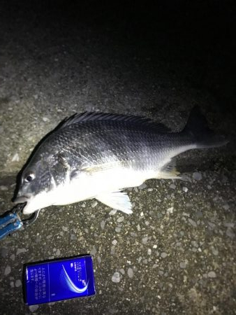 念願のチニングでの釣果