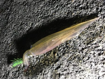 ヤリイカ、ミミイカ、カサゴ