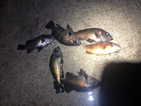 友達メバリング