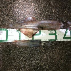 ヤリイカエギング