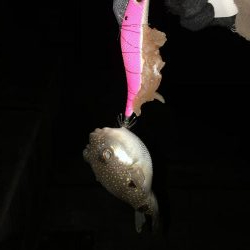 粘ってようやくゲット