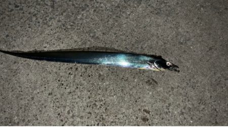 太刀魚釣りリベンジ！