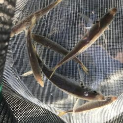 アジ釣れてます。